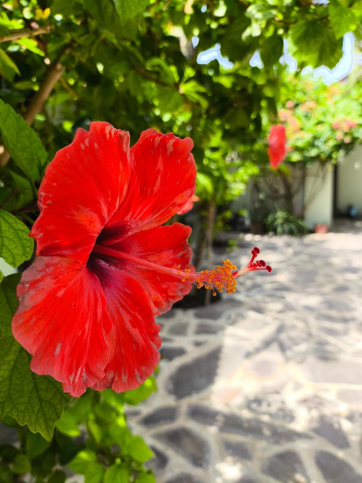 Gili Mesari Cottages & Homestay Τζίλι Τραγουανγκάν Εξωτερικό φωτογραφία