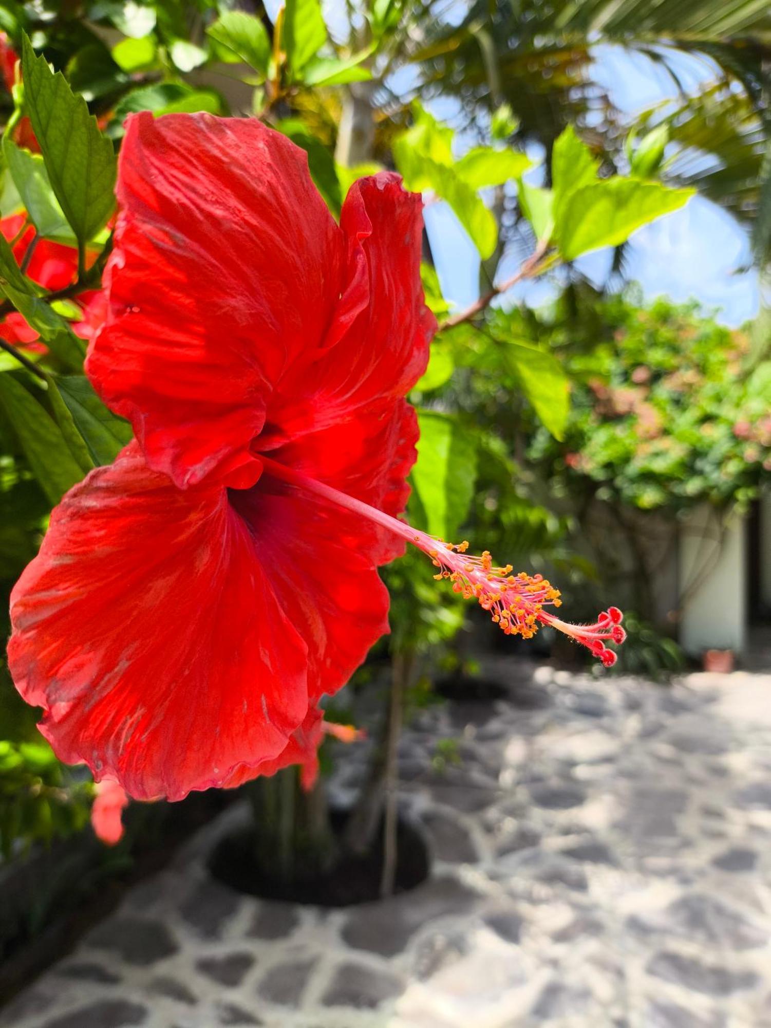 Gili Mesari Cottages & Homestay Τζίλι Τραγουανγκάν Εξωτερικό φωτογραφία